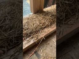 Installing Straw Bale Walls on a Wood Framed Floor | Filling the Void!