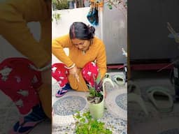 Garden Ki Kiya Safayi 🧑‍🌾 #shorts #vlog #indianvlogger #gardening