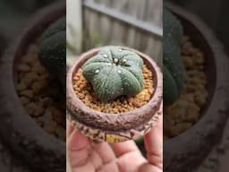 Astrophytum asterias star form | bikolanahardinera #shortvideo #astrophytum #cactus