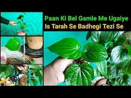 Paan ki Bel Gamle me is tarah ugaiye salbhar dher sare Paan milenge| How to grow Beatel leaf at Home