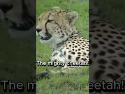 Big Cat Cute Cheetah Sound #cheetah #animal #cutecats #cuteanimals #animalsound #shorts #wildlife