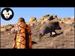 Incredible Boar Hunting Moments Of 2024 - The Best Shots Caught On Camera | Wild Boar Hunting