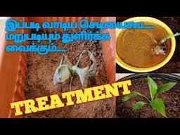 வாடிய செடிகளை மறுபடியும் துளிர்க்க வைக்கும் முறை ll how to revive a dying plant ll