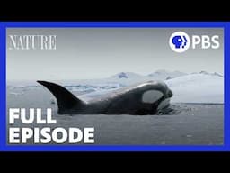 Expedition Killer Whale | PBS Nature Documentary