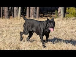 My Cane corso's first time at the dog park