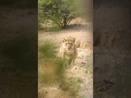 Would you stay put? Straight into the soul… a lioness spots us and decides to come a bit closer.