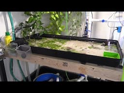 6 Month Update - Live Blackworm Culture - Long Term Low Tech Live Fish Food Culture