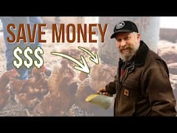 🐓 How to FERMENT Chicken Feed & Save MONEY! 💲🐓