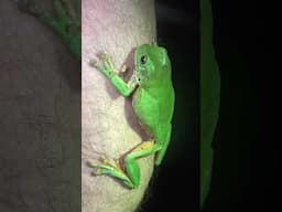 Australian Green Treefrog!