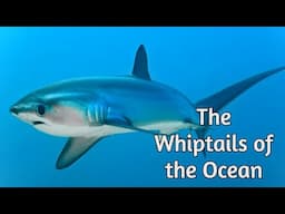 Thresher sharks - The Whiptails of The Ocean