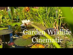 GARDEN OASIS: Wildlife around a pond | CINEMATIC