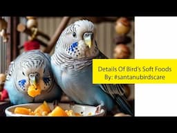 Advantages Of Bird's Soft Foods ? | पक्षियों के नरम खाद्य पदार्थों के लाभ? By@santanubirdscare