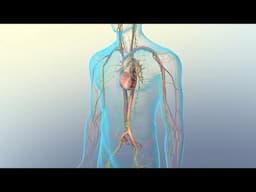 Lymph and Lymph Node Circulation