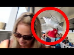 Seagull Goes After Wife!