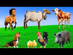 Farm Animal Sounds: Dog, Chicken, Rabbit, Duck, Cat - Animal Sounds