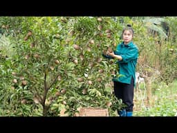 Harvesting Sapodilla to Sell at the Market, Growing Vegetables, Cooking Rustic, Mountain Life