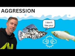 Reasons Why Molly Fish Fight - FIX Aggression REACTION