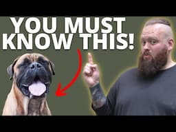 3 THINGS TO KNOW BEFORE GETTING A BULLMASTIFF