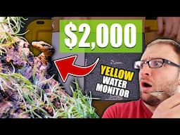 Unboxing $2000 Monitor Lizard! Can Grow To 8 FEET LONG!