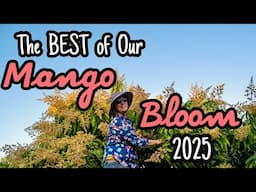 The BEST of our Mango Bloom | January 2025