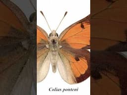 Colias ponteni - Extinct Hawaiian Butterfly