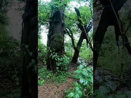 Raging River in Rainforest After Heavy Rain #rainforest #rain #asmr