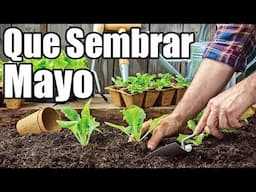 Que sembrar en Mayo! || Cultivos MAYO || Calendario de siembra || 2024 || Bananafabric