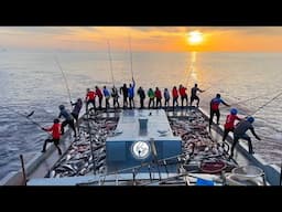 Morning Magic: The Art of Skipjack Tuna Pole fishing 🎣