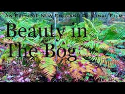 Beauty in the Bog: Discovering the Orono Bog, Orono, Maine