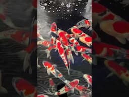 Koi Fish sleep well. #japan #koi #mentalhealth #koipond -#keepcalm #sleep #sleepmusic #sleepaid