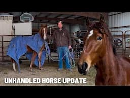 Nature vs Nurture - Unhandled Horse Update!