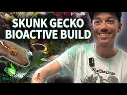 Building a Bioactive Tropical Arboreal Terrarium for Skunk Lined Geckos