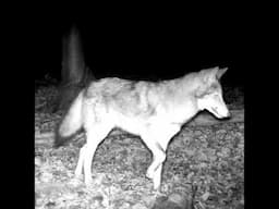 A coy coyote