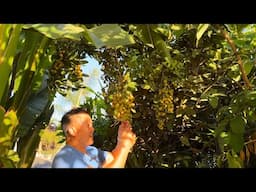 What It Takes To Maintain 200+ Tropical Fruit Trees in California’s Central Valley