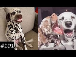 Dalmatian Dogs Compilation | Funny Dog Videos 2021