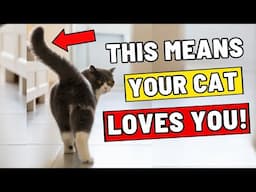 10 SECRET Cat Tail Signs (I Bet You Don’t Know them All!)