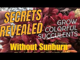 "Secrets Revealed: How to Grow Vibrant Succulents Without Sunburn! @ChopstickandSucculents