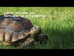 Las tortugas en el Feng Shui