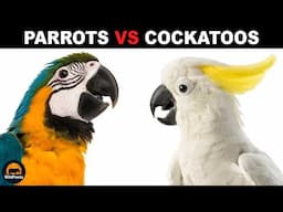 What Is The Difference Between Parrots and Cockatoos?