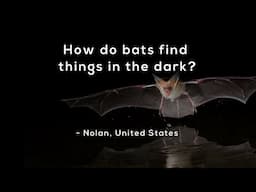 How do bats find things in the dark?