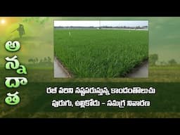 Stem borer & gall midge in rabi paddy | ETV