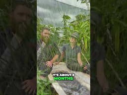 Mastering Water Chestnut Planting for a Bountiful Harvest