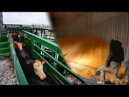 Full of Cattle, Emptying Corn Bin