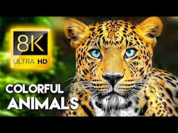 8K HDR Dolby Vision: Unbelievable Colorful Animal World