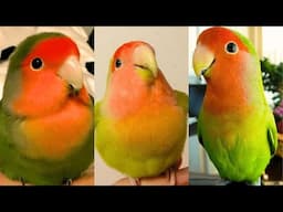 FUNNY AND CUTE PARROTS - TRY NOT TO LAUGH!! ❤️🦜