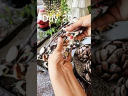 This 2 minute Chocolate Bark will BLOW your Mind #christmastreats #christmas2024