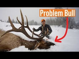 Bull Elk Down! The Story of Wyoming's Feedgounds #FreshTracks