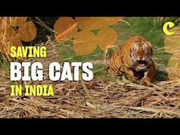 Saving big cats in India | Chester Zoo | From chaos to calm 🐅