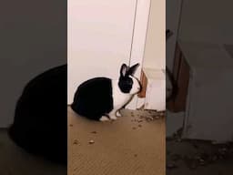 RABBIT TUNNELING