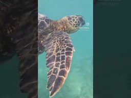 Snorkeling in Hawaii 🐢 #hawaiitravel